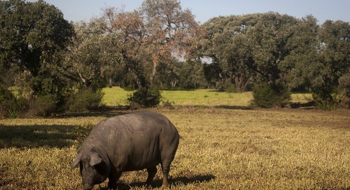 Cerdo Ibérico en la Dehesa