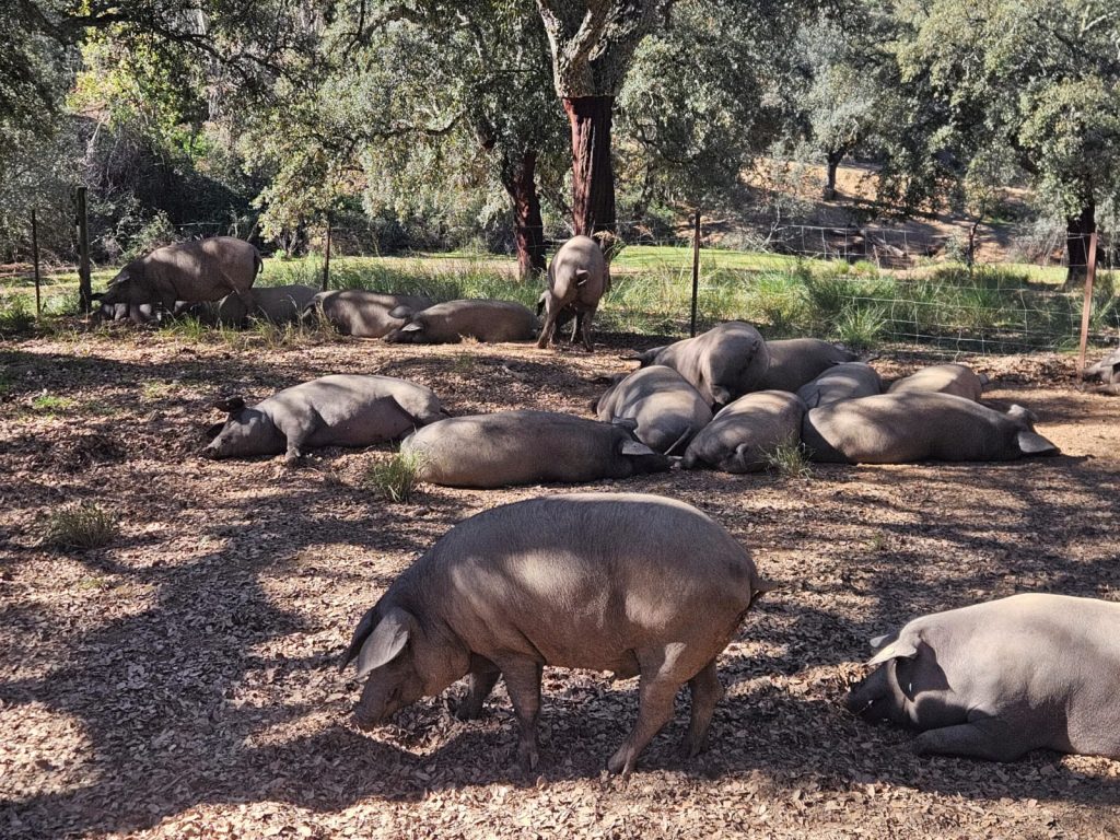 Carne Ibérica de Bellota Montesierra